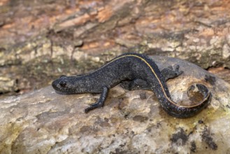 Alpine crested newt (Triturus carnifex), or Italian crested newt, Littlewood Ranch, Limbach,