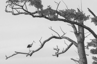 White stork (Ciconia ciconia), sitting on a tree, Sterntaler Filze, Bad Feilnbach, Bavaria, Germany