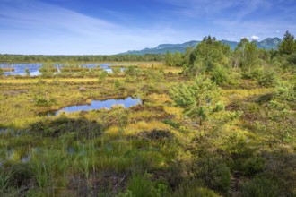 Sterntaler Filze, renaturalised peat extraction, nature reserve, Sterntaler Filze, Bad Feilnbach,