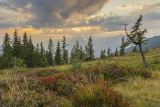 Mountain landscape in autumn at sunset, with the Inn valley and the Karwendel mountains behind,