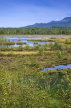 Sterntaler Filze, renaturalised peat extraction, nature reserve, Sterntaler Filze, Bad Feilnbach,