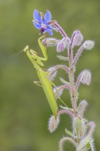 Praying mantis (Mantis religiosa), Littlewood-Ranch, Limbach, Burgenland, Austria