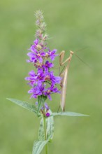 Praying mantis (Mantis religiosa), Littlewood-Ranch, Limbach, Burgenland, Austria