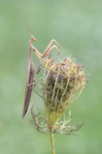 Praying mantis (Mantis religiosa), Littlewood-Ranch, Limbach, Burgenland, Austria