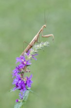 Praying mantis (Mantis religiosa), Littlewood-Ranch, Limbach, Burgenland, Austria