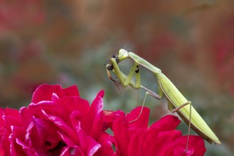 Praying mantis (Mantis religiosa), with prey, Littlewood-Ranch, Limbach, Burgenland, Austria