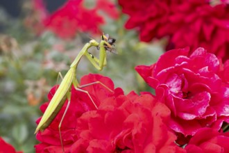 Praying mantis (Mantis religiosa), with prey, Littlewood-Ranch, Limbach, Burgenland, Austria