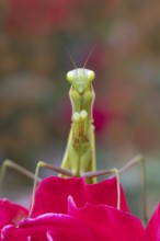 Praying mantis (Mantis religiosa), Littlewood-Ranch, Limbach, Burgenland, Austria