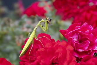 Praying mantis (Mantis religiosa), with prey, Littlewood-Ranch, Limbach, Burgenland, Austria