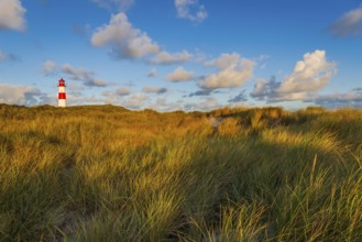 The Lister lighthouse at Ellenbogen, morning light, morning mood, dune, North Sea island, Sylt