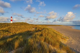 The Lister lighthouse at Ellenbogen, morning light, morning mood, dune, North Sea island, Sylt