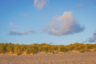 Sunrise on Ellenbogen beach, morning light, dunes, North Sea island of Sylt