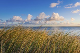 Beach grass (Ammophila arenaria), dune grass in the morning sun, North Sea, Sylt