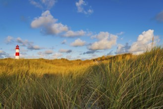 The Lister lighthouse at Ellenbogen, morning light, morning mood, dune, North Sea island, Sylt
