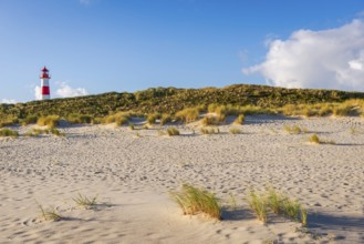 The Lister lighthouse at Ellenbogen, morning light, morning mood, dune, North Sea island, Sylt