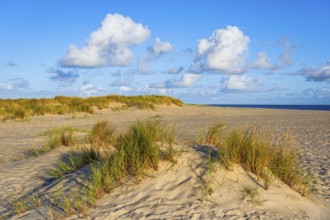 Lonely sandy beach in the sunny morning light at Ellenbogen, Sylt