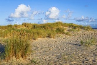 Lonely sandy beach in the sunny morning light at Ellenbogen, Sylt