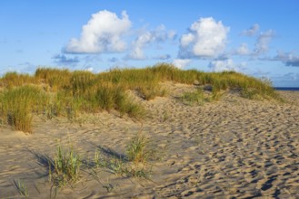Lonely sandy beach in the sunny morning light at Ellenbogen, Sylt