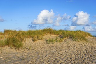 Lonely sandy beach in the sunny morning light at Ellenbogen, Sylt