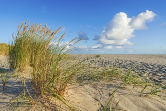 Lonely sandy beach in the sunny morning light at Ellenbogen, Sylt