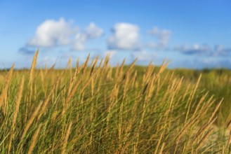 Beach grass (Ammophila arenaria) in the morning light, dunes, dune grass, North Sea, Sylt