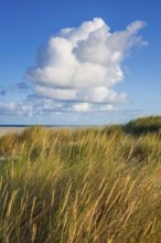 Beach grass (Ammophila arenaria), cloud, morning light, dunes, dune grass, North Sea, Sylt