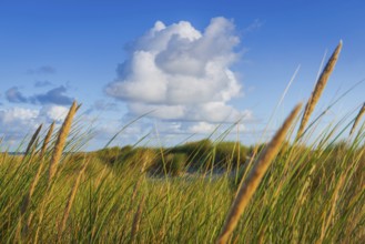 Beach grass (Ammophila arenaria), cloud, morning light, dunes, dune grass, North Sea, Sylt