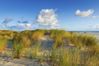 Dunes and sandy beach in the sunny morning light at Ellenbogen, Sylt