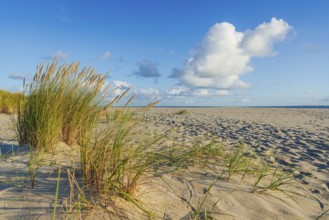 Lonely sandy beach in the sunny morning light at Ellenbogen, Sylt