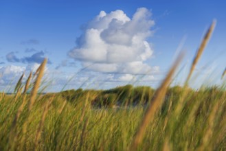 Beach grass (Ammophila arenaria), cloud, morning light, dunes, dune grass, North Sea, Sylt