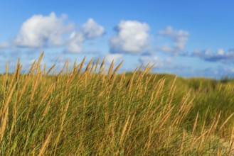 Beach grass (Ammophila arenaria) in the morning light, dunes, dune grass, North Sea, Sylt
