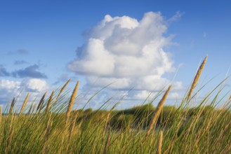 Beach grass (Ammophila arenaria), cloud, morning light, dunes, dune grass, North Sea, Sylt