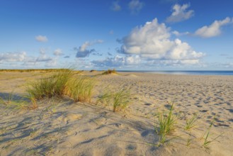 Lonely sandy beach in the sunny morning light at Ellenbogen, Sylt