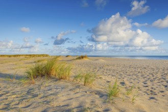 Lonely sandy beach in the sunny morning light at Ellenbogen, Sylt