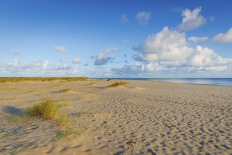 Lonely sandy beach in the sunny morning light at Ellenbogen, Sylt