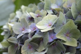 Hydrangea (Hydrangea macrophylla), round inflorescence with delicate pastel-coloured single flowers