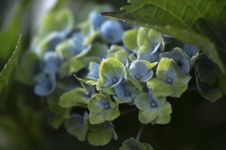 Hydrangea (Hydrangea macrophylla), flowering shrub with blue-violet and greenish inflorescences in