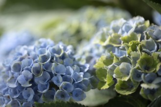 Hydrangea (Hydrangea macrophylla), flowering shrub with blue-violet and greenish inflorescences in