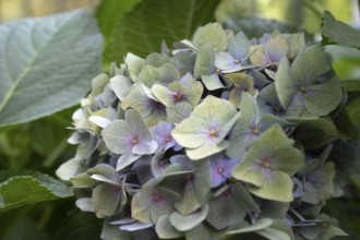 Hydrangea (Hydrangea macrophylla), round inflorescence with delicate pastel-coloured single flowers