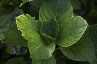 Hydrangea (Hydrangea macrophylla), detailed close-up of dark green leaves with yellowish edges,