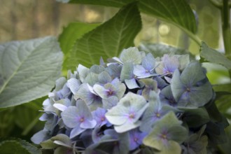 Hydrangea (Hydrangea macrophylla), inflorescence with delicate pastel-coloured single flowers in