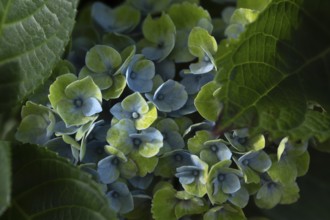 Hydrangea (Hydrangea macrophylla), flowering shrub with blue-violet and greenish inflorescences in