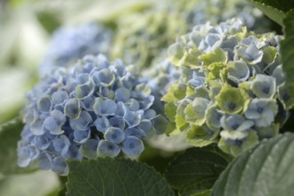 Hydrangea (Hydrangea macrophylla), flowering shrub with blue-violet and greenish inflorescences in
