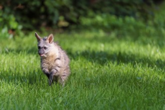 An aardwolf (Proteles cristatus) runs across a green meadow. In the background is green vegetation.