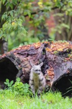 An aardwolf (Proteles cristatus) sits in a green meadow in front of a hollow rotting tree trunk.
