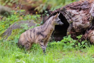 An aardwolf (Proteles cristatus) runs across a green meadow. In the background are rotting tree