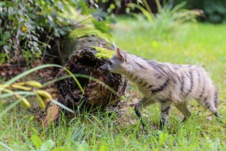 An aardwolf (Proteles cristatus) runs across a green meadow, past a rotting tree trunk. In the