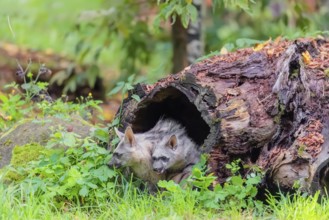 Two young aardwolves (Proteles cristatus) play in a hollow, decaying tree trunk. Captive