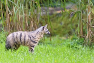 An aardwolf (Proteles cristatus) runs across a green meadow. In the background is green vegetation.