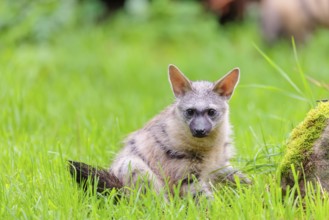 An aardwolf (Proteles cristatus) sits in a green meadow next to a mossy rock. Captive
